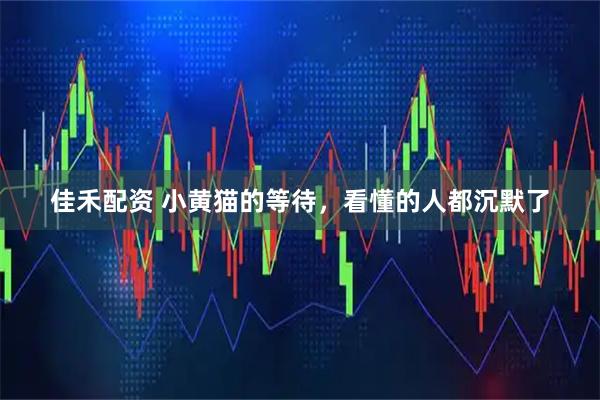 佳禾配资 小黄猫的等待，看懂的人都沉默了